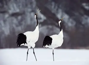 Grace Prints: Red-crowned cranes (Grus japonensis) in snowy field, Japan