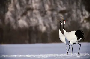 Art Wolfe Photography Prints: Red-crowned cranes (Grus japonensis) in snowy field, Japan