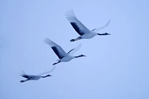 Images Dated 31st January 2013: Red-crowned Cranes, Japanese Cranes or Manchurian Cranes -Grus Japonensis-, in flight