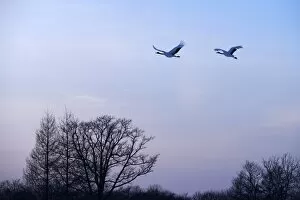 Images Dated 31st January 2013: Red-crowned Cranes, Japanese Cranes or Manchurian Cranes -Grus Japonensis