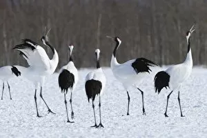 Images Dated 31st January 2013: Red-crowned Cranes, Japanese Cranes or Manchurian Cranes -Grus Japonensis-, displaying, mating call