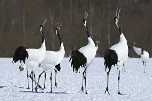Images Dated 31st January 2013: Red-crowned Cranes, Japanese Cranes or Manchurian Cranes -Grus Japonensis-, mating call