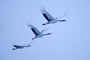 Red-crowned Cranes, Japanese Cranes or Manchurian Cranes -Grus Japonensis-, in flight, Kushiro-Shitsugen-Nationalpark, Kushiro, Hokkaido, Japan