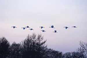 Crane Bird Prints: Red-crowned Cranes, Japanese Cranes or Manchurian Cranes -Grus Japonensis
