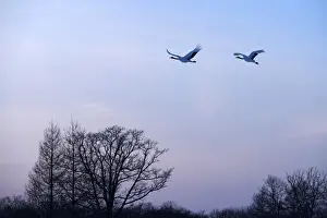 Crane Bird Prints: Red-crowned Cranes, Japanese Cranes or Manchurian Cranes -Grus Japonensis