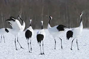 Courtship Prints: Red-crowned Cranes, Japanese Cranes or Manchurian Cranes -Grus Japonensis