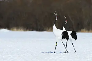 Red-crowned Cranes, Japanese Cranes or Manchurian Cranes -Grus Japonensis-, mating call, Kushiro-Shitsugen-Nationalpark, Kushiro, Hokkaido, Japan