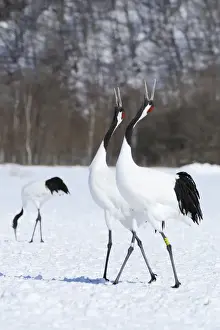 Courtship Prints: Red-crowned Cranes, Japanese Cranes or Manchurian Cranes -Grus Japonensis