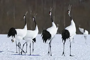 Courtship Prints: Red-crowned Cranes, Japanese Cranes or Manchurian Cranes -Grus Japonensis