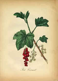Images Dated 7th July 2016: Red Currant Victorian Botanical Illustration