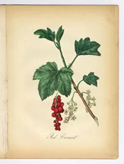 Images Dated 11th July 2015: Red Currant Victorian Botanical Illustration