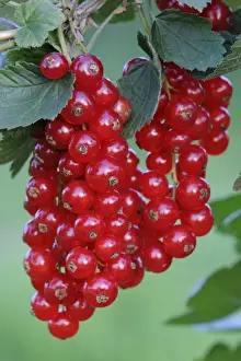 Bushes Prints: Red currants (Ribes rubrum)