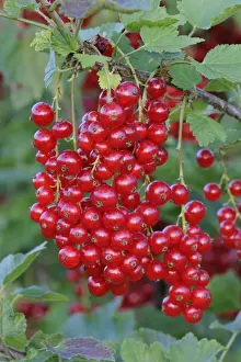 Bushes Prints: Red currants (Ribes rubrum)