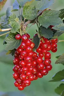 Bushes Prints: Red currants (Ribes rubrum)