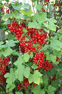 Red currants -Ribes rubrum-, garden fruit, Allgaeu, Bavaria, Germany, Europe