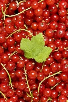 Images Dated 8th July 2011: Red Currants -Ribes rubrum- with a leaf