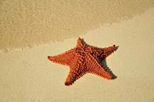 Images Dated 21st July 2011: Red cushion sea star -Oreaster reticulatus-, protected species, Playa Ancon beach, near Trinidad