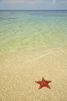 Sandy Beach Gallery: Red cushion sea star -Oreaster reticulatus-, protected species, Playa Ancon beach, near Trinidad