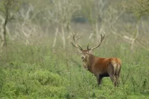 Images Dated 6th October 2008: Red Deer -Cervus elaphus-, alert, Oostvaardersplassen, The Netherlands