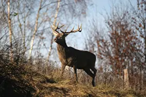 Antler Prints: Red deer (Cervus elaphus) in autumn, Bavaria, Bavaria, Germany, Europe