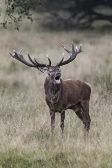 Images Dated 18th September 2014: Red Deer -Cervus elaphus-, bellowing stag, Klampenborg, Copenhagen, Denmark