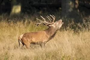 Images Dated 19th September 2014: Red Deer -Cervus elaphus-, bugling stag in the rut, captive, Copenhagen, Denmark