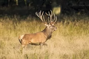 Images Dated 19th September 2014: Red Deer -Cervus elaphus-, captive, Copenhagen, Denmark