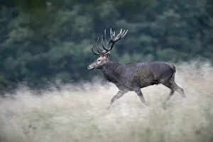Images Dated 18th September 2014: Red Deer -Cervus elaphus-, Copenhagen, Denmark
