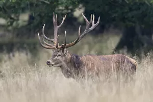Images Dated 14th September 2014: Red Deer -Cervus elaphus-, Copenhagen, Denmark