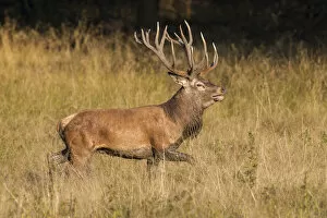 Images Dated 19th September 2014: Red Deer -Cervus elaphus-, Copenhagen, Denmark