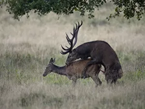Images Dated 18th September 2014: Red Deer -Cervus elaphus-, couple mating, Copenhagen, Denmark