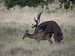 Denmark Collection: Red Deer -Cervus elaphus-, couple mating, Copenhagen, Denmark