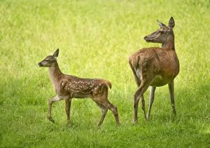 Red Deer -Cervus elaphus-, deer and fawn standing in a meadow, captive, Bavaria, Germany