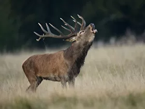 Images Dated 19th September 2014: Red Deer -Cervus elaphus-, deer rut, Copenhagen, Denmark