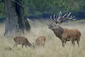 Images Dated 24th September 2014: Red Deer -Cervus elaphus-, Denmark