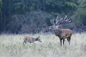 Hind Prints: Red Deer -Cervus elaphus-, Denmark