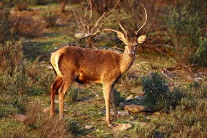 Images Dated 12th March 2010: Red Deer -Cervus elaphus- with different horns, National Park Monfrague, Spain, Europe