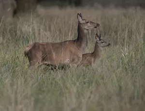 Images Dated 15th September 2014: Red Deer -Cervus elaphus-, doe and calf, Copenhagen, Denmark