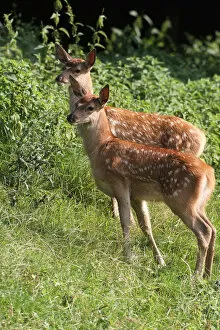 Red deer -Cervus elaphus-, fawns, three weeks, Allgaeu, Bavaria, Germany, Europe
