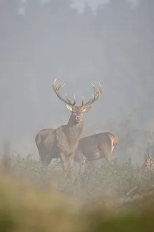 Mist Collection: Red Deer -Cervus elaphus- in fog, Unterallgaeu, Allgaeu, Bavaria, Germany, Europe