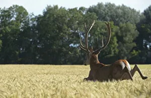 Images Dated 23rd June 2013: Red Deer -Cervus elaphus- in a grain field, Lower Austria, Austria