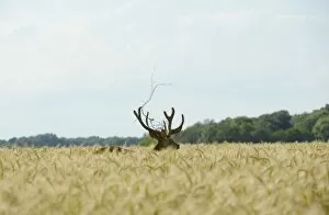 Images Dated 23rd June 2013: Red Deer -Cervus elaphus- in a grain field, part of a fence in its antlers, Lower Austria, Austria