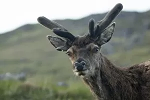 Red Deer -Cervus elaphus-, Highlands, Scotland, United Kingdom