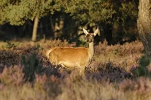 Red Deer -Cervus elaphus-, hind, watching for potential danger, in the evening light with heather, Hoge Veluwe
