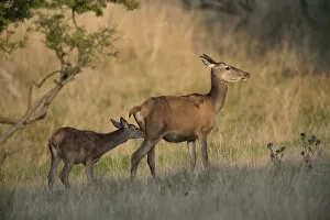 Images Dated 18th September 2014: Red Deer -Cervus elaphus-, hind and fawn, Copenhagen, Denmark