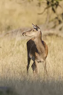 Images Dated 18th September 2014: Red Deer -Cervus elaphus-, hind, Klampenborg, Copenhagen, Denmark