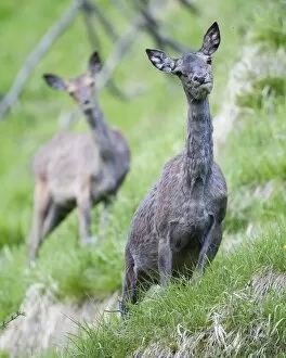Images Dated 16th June 2013: Red Deer -Cervus elaphus-, hind moulting, Stubai Valley, Tyrol, Austria