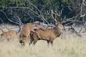 Images Dated 24th September 2014: Red Deer -Cervus elaphus-, hind mounting a stag, Jaegersborg, Copenhagen, Denmark