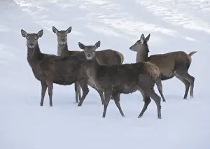 Red Deer Animal Prints: Red Deer -Cervus elaphus-, hinds with a winter coat standing in the snow