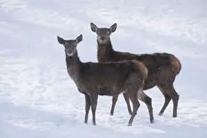 Red Deer Animal Prints: Red Deer -Cervus elaphus-, hinds with a winter coat standing in the snow
